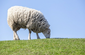 Viande Halal : comment sont réellement tués les animaux ?