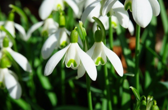 Quelles plantes et fleurs planter en janvier ?