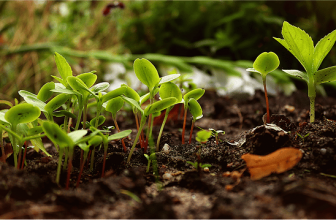 Quels sont les avantages écologiques de la permaculture ?