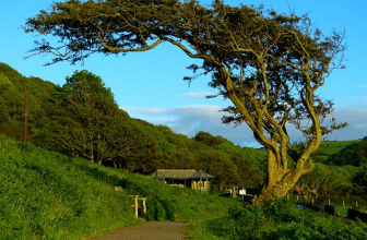 Arbre à vent : fonctionnement et avantages